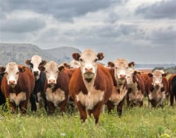 Australia's Progressive & Innovative Meat Exporters - 5875