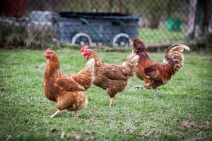 Established Produce, Rural, Pet & Garden Supplies store