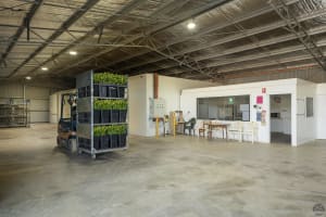 GV Flowers - Asiatic Lilies specialist