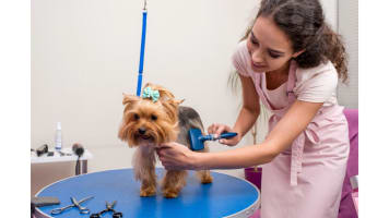 ID: 238 Pet Grooming Salon Sutherland Shire - Semi-Managed, High-Profit, New 3+3 Year Lease