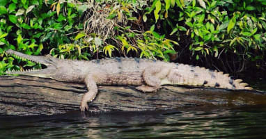 The closest Wet Tropics World Heritage river-based experience to Cairns