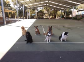 Melbourne’s Go-To Dog Training Business PF1536