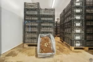 GV Flowers - Asiatic Lilies specialist