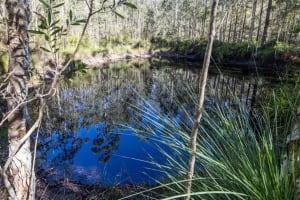 Blueberry Greens Award-Winning Farm + Freehold Lifestyle Property