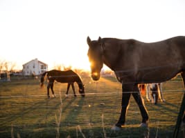 HUGE Barriers to Entry  Iconic Rural Supplies Superstores
