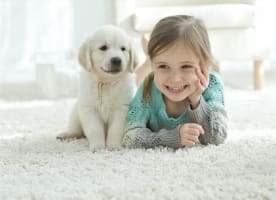 Established Flooring and Window Furnishings Business-Mackay