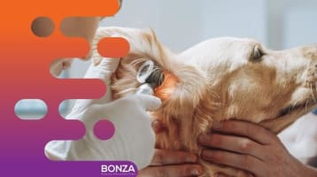 36686 Profitable Mobile Veterinary Business - Low Overheads