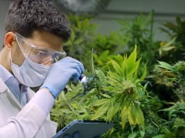 End to End Solution for the Medicinal Cannabis Industry