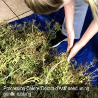 HERITAGE SEED BANK and OPEN GARDEN