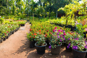 Horticulture, Nursery and Agriculture Businesses for Sale.
