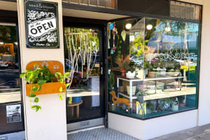 LEASEHOLD - Seed & Bloom Flower Store, Wangaratta - 1P0586