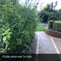 HERITAGE SEED BANK and OPEN GARDEN