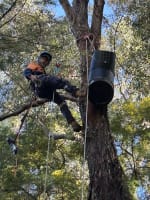 Two Long-Established Arborist Businesses with Strong Cashflow & Major Contracts