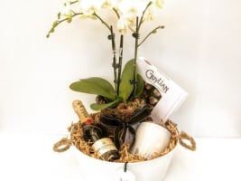 Succulent Surprise - Established Online Plant Store and Gifting Brand - National Opportunity