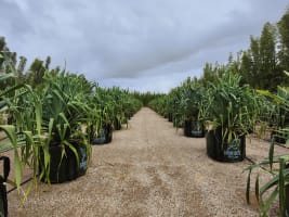 Leased  Nursery and spa supplies. Wholesale and Retail with 18.5 Acres and 3 bedroom home and pool