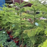 Wdr78pk1eoqdmwowh9pr