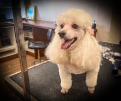 DOG GROOMING BUSINESS