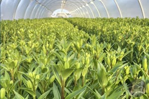 GV Flowers - Asiatic Lilies specialist