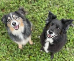 Pet Boarding Kennels No Dog Limits Business RS1586