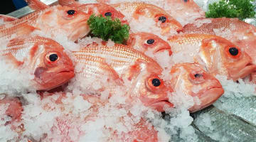 Fresh Seafood Business - Easy To Run