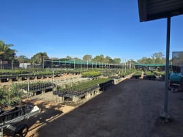 Central to North Queensland Wholesale Nursery  Strategic Add on or Lifestyle Business
