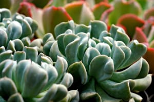 Protective Membrane Specialist  T/O $5M  Wellington Central, NZ