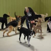 UNDER CONTRACT: Doggy Daycare Business for sale in Eastern Suburb ST1552