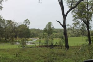 NATURES ENGINEERING WONDER PLANT