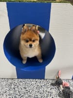 Luxury Dog Grooming Salon and Dog Daycare Centre – Camden, NSW