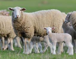 Australia's Progressive & Innovative Meat Exporters - 5875