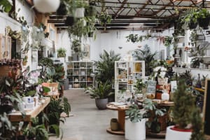 Boutique Plant / Garden Nursery & Giftware Store  Creative Lifestyle Business | Sydney