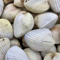 Fresh Seafood Business - Easy To Run