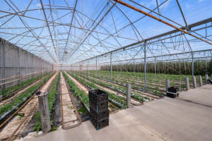 Hydroponic Vegetable Crop Farm - Land, Buildings & Machinery