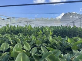 Established Wholesale Production Nursery  Sunshine Coast, QLD