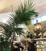 Agave Design & Living - Established Retail Business in Hahndorf - Under Contract