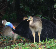 The closest Wet Tropics World Heritage river-based experience to Cairns