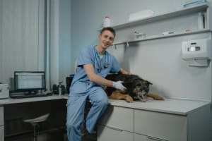 Agnes Coast Vet Clinic | Coastal Lifestyle + Profit