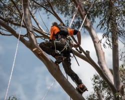 Profitable Arboriculture Business QLD