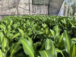 Established Wholesale Production Nursery  Sunshine Coast, QLD