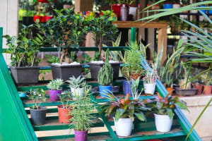 Fitzroy Nursery  Iconic CBD Nursery