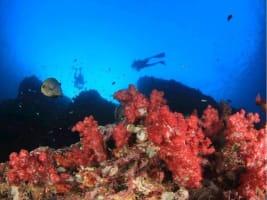 Premium Dive Tourism Business for Sale