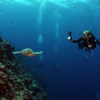 Bali Dive Center for Sale