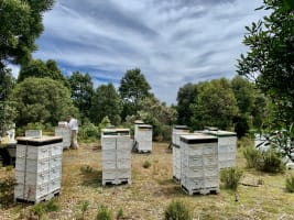 Asset-Based Small Scale Commercial Beekeeping Opportunity for Sale