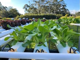 Sustainable Aquaculture & Food Hub - Port Stephens