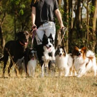 Lifestyle Dog Walking Business