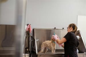 Long-Established Dog Grooming Biz near Balwyn for Sale