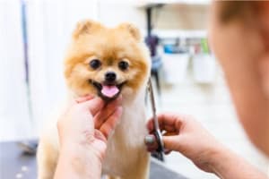 Premium Mobile Dog and Puppy Grooming / Dog Wash Brisbane