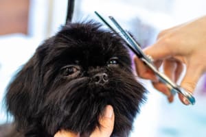 Profitable medium size dog grooming business  Sutherland Shire