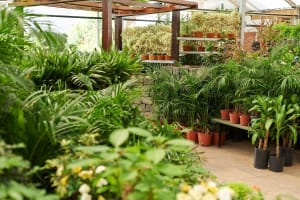 Exotic Wholesale Nursery + Freehold Land | Sunshine Coast | $2M Sales, $402K Profit.
