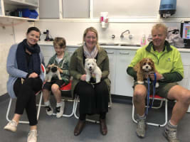 Puppy and Dog Training School